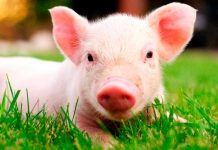 ¡Imposible de creer! Nace un cerdo con ocho patas y dos cuerpos en Brasil ¡Imposible de creer! Nace un cerdo con ocho patas y dos cuerpos en Brasil