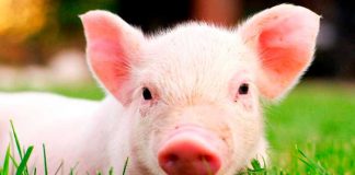 ¡Imposible de creer! Nace un cerdo con ocho patas y dos cuerpos en Brasil