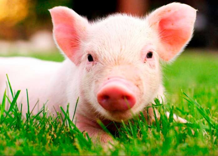 ¡Imposible de creer! Nace un cerdo con ocho patas y dos cuerpos en Brasil