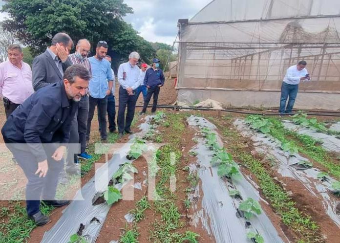 carne-iran-1 Visita de delegación de Irán por invernadero en Nicaragua
