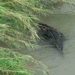 ¡Otra amenaza para los migrantes! Alertan de cocodrilos en el Río Bravo