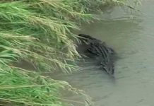 ¡Otra amenaza para los migrantes! Alertan de cocodrilos en el Río Bravo ¡Otra amenaza para los migrantes! Alertan de cocodrilos en el Río Bravo
