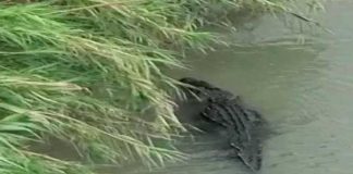 ¡Otra amenaza para los migrantes! Alertan de cocodrilos en el Río Bravo