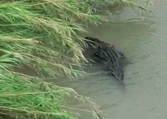 ¡Otra amenaza para los migrantes! Alertan de cocodrilos en el Río Bravo