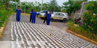 Incautación de media tonelada de marihuana en Estelí