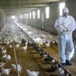 Francia ataja brote de gripe aviar sacrificando 16 millones de aves Francia ataja brote de gripe aviar sacrificando 16 millones de aves