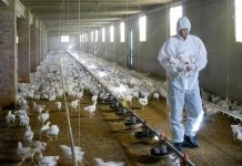 Francia ataja brote de gripe aviar sacrificando 16 millones de aves Francia ataja brote de gripe aviar sacrificando 16 millones de aves