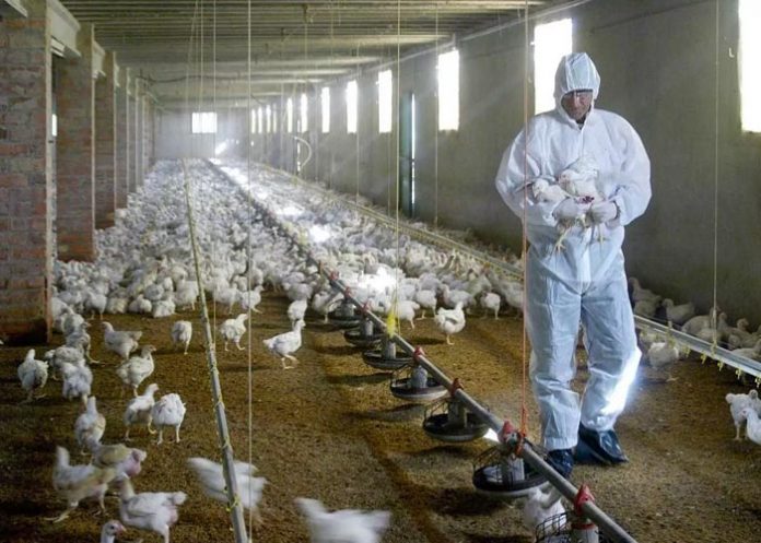 Francia ataja brote de gripe aviar sacrificando 16 millones de aves