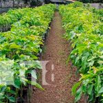 Diversifican producción a través de la asistencia técnica del INTA Centro Campos Azules, en Masatepe, del INTA Nicaragua