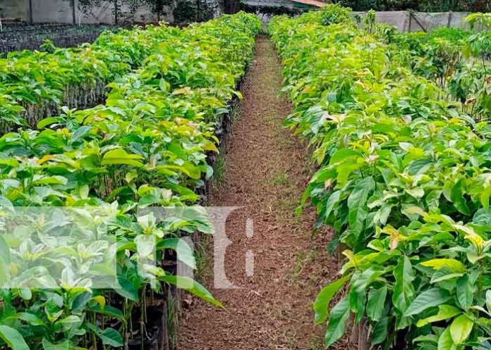 Centro Campos Azules, en Masatepe, del INTA Nicaragua