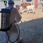 Al menos 12 muertes por fiebre del Congo se registran en Irak Al menos 12 muertes por fiebre del Congo se registran en Irak