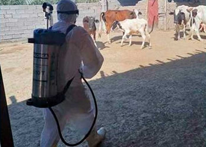 Al menos 12 muertes por fiebre del Congo se registran en Irak