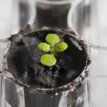 Cultivan plantas en suelo de la Luna