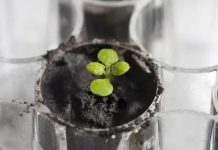 Científicos logran cultivar plantas en el suelo de la Luna Cultivan plantas en suelo de la Luna