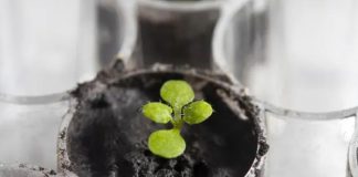 Cultivan plantas en suelo de la Luna