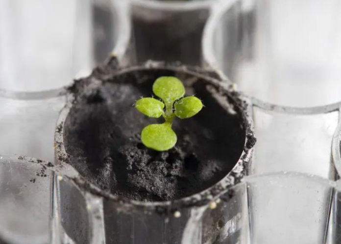 Cultivan plantas en suelo de la Luna