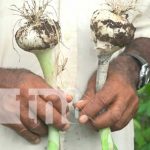 En Ometepe no solo se produce plátano, también se produce cebolla En Ometepe no solo se produce plátano, también se produce cebolla