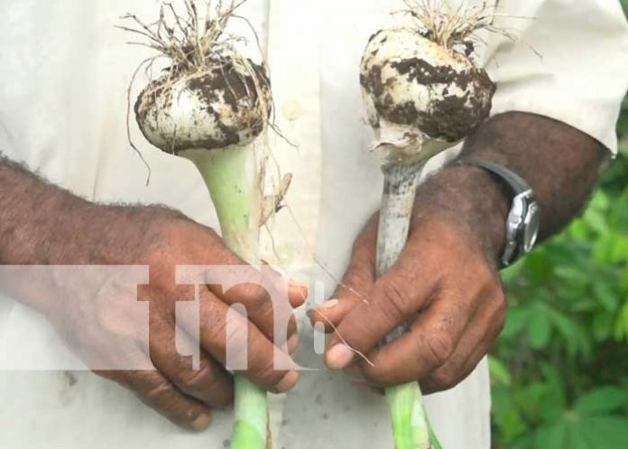 En Ometepe no solo se produce plátano, también se produce cebolla
