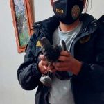 Capturan a "narco paloma" cuando ingresó droga a una prisión en Perú
