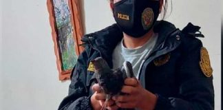 Capturan a "narco paloma" cuando ingresó droga a una prisión en Perú