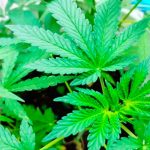 ¡Se luce! Tailandia regalará un millón de plantas de Marihuana ¡Se luce! Tailandia regalará un millón de plantas de Marihuana