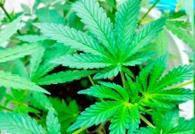 ¡Se luce! Tailandia regalará un millón de plantas de Marihuana