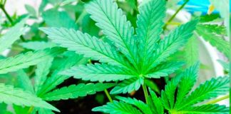 ¡Se luce! Tailandia regalará un millón de plantas de Marihuana