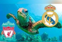 «Yellow» predijo al ganador la Champions League ¿Real Madrid o Liverpool? "Yellow" predijo al ganador la Champions League ¿Real Madrid o Liverpool?