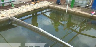 Crianza o cultivo de tilapia en Nicaragua / TN8