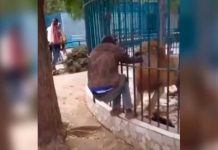 ¡Aterrador! León casi se le come la mano de hombre en un zoológico ¡Aterrador! León muerde la mano de un hombre en zoológico de Senegal