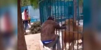¡Aterrador! León muerde la mano de un hombre en zoológico de Senegal