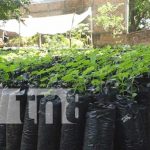Inauguran vivero municipal "Mabel Torres" en la ciudad de Rivas