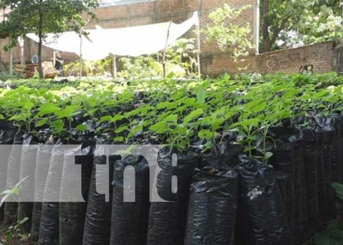 Inauguran vivero municipal 