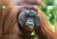 ¡Orangután casi le arranca la pierna a turista en Indonesia! ¡Orangután casi le arranca la pierna a turista en Indonesia!