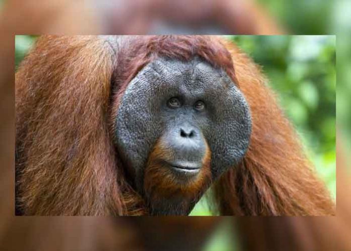 ¡Orangután casi le arranca la pierna a turista en Indonesia!
