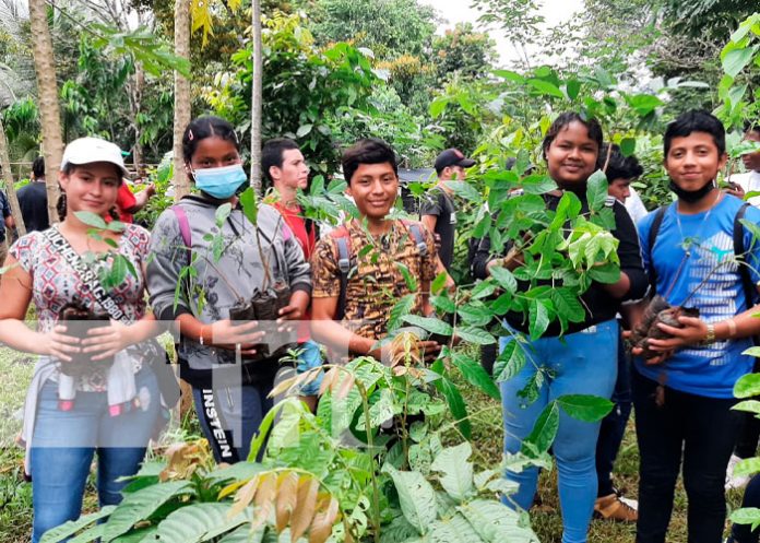 100 mil árboles sembrados es la meta de reforestación en Bluefields