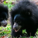 Oso perezoso mata a una pareja “desgarrando sus cuerpos”.