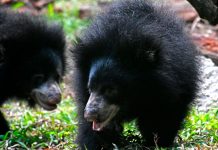 Oso perezoso mata a una pareja “desgarrando sus cuerpos”.