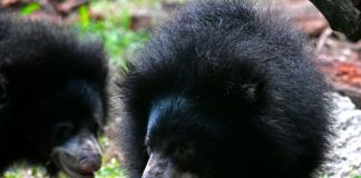 Oso perezoso mata a una pareja “desgarrando sus cuerpos”.