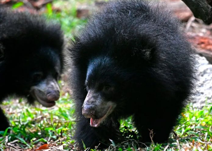 1 Oso perezoso mata a una pareja “desgarrando sus cuerpos”.
