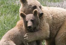 ‘Amor de madre’: Dos osos caen en acantilado luego de pelea, España Amor de madre': Dos osos caen en acantilado luego de pelea, España