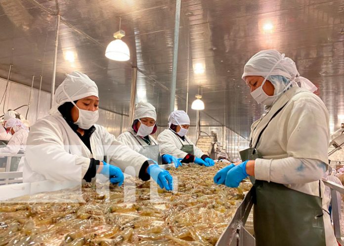 La crianza de camarón; un rubro pujante en Chinandega