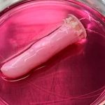 Científicos crean piel humana viva para revestir un robot Científicos crean piel humana viva para revestir un robot