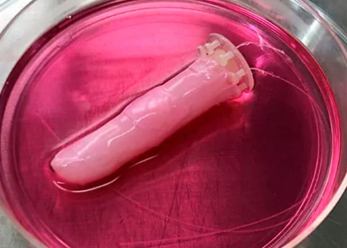 Científicos crean piel humana viva para revestir un robot