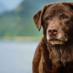 ¡Loca! Mujer incinera un perro para ‘ritual satánico’ en Missouri ¡Loca! Mujer incinera un perro para 'ritual satánico' en Missouri