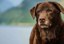 ¡Loca! Mujer incinera un perro para 'ritual satánico' en Missouri
