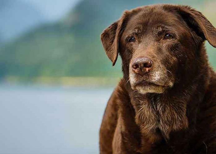 ¡Loca! Mujer incinera un perro para 'ritual satánico' en Missouri