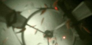 Revelan como luce el ecosistema oculto bajo el hielo de la Antártida