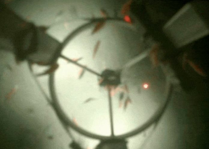 Revelan como luce el ecosistema oculto bajo el hielo de la Antártida