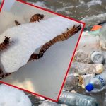 «Supergusanos»: una larva que come plástico propone una solución a la contaminación "Supergusanos": una larva que come plástico propone una solución a la contaminación